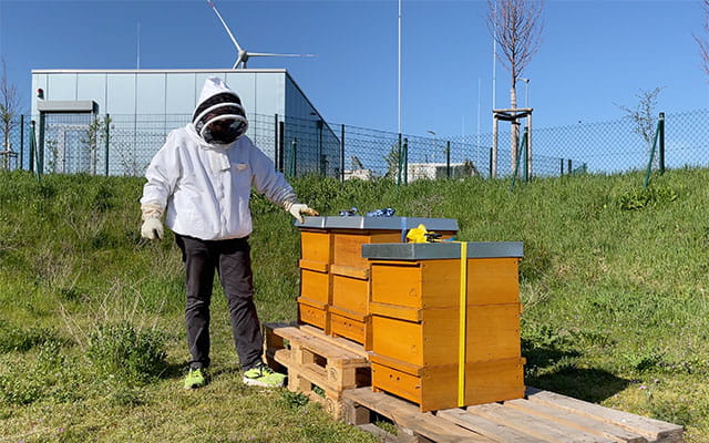 Bienen im Energiepark