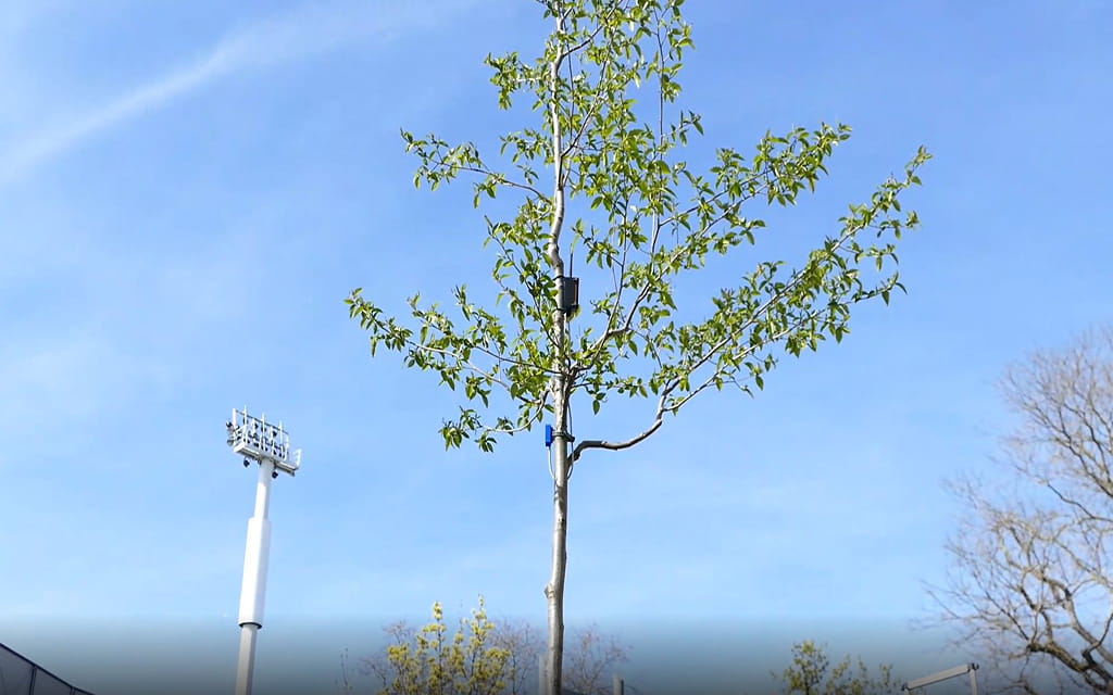 baum