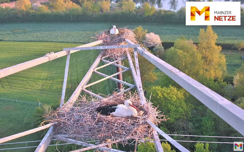 Zwei Storchennester auf Strommast in Mainz-Laubenheim