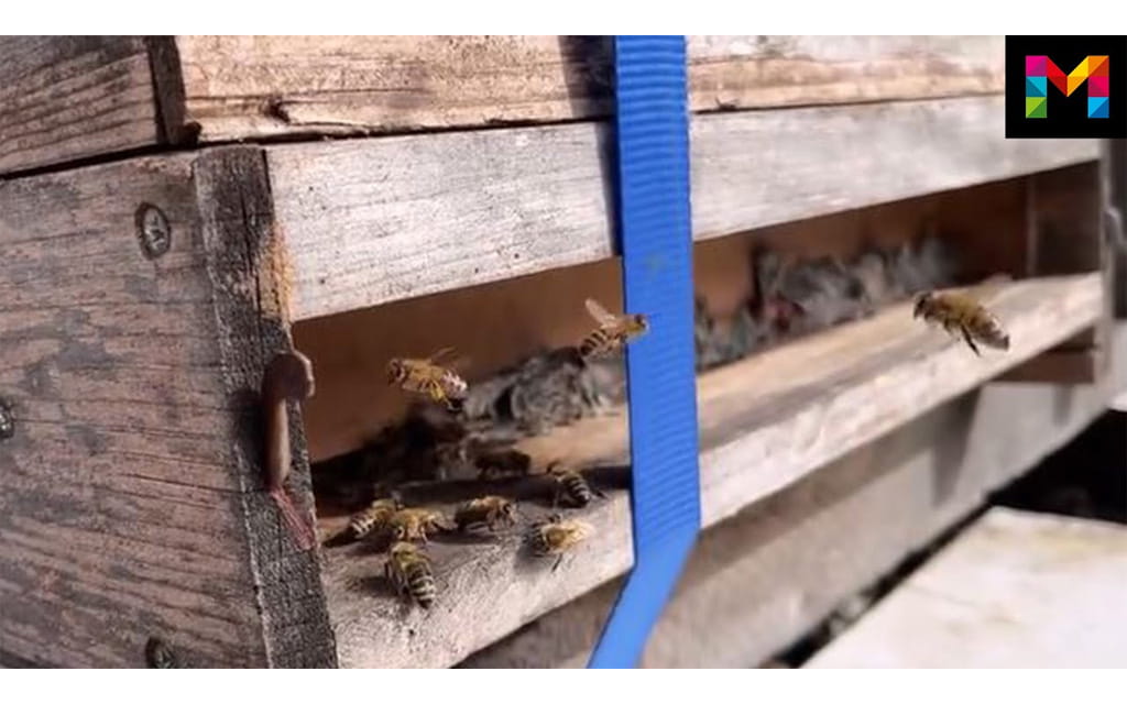 Bienen in ihrem Kasten