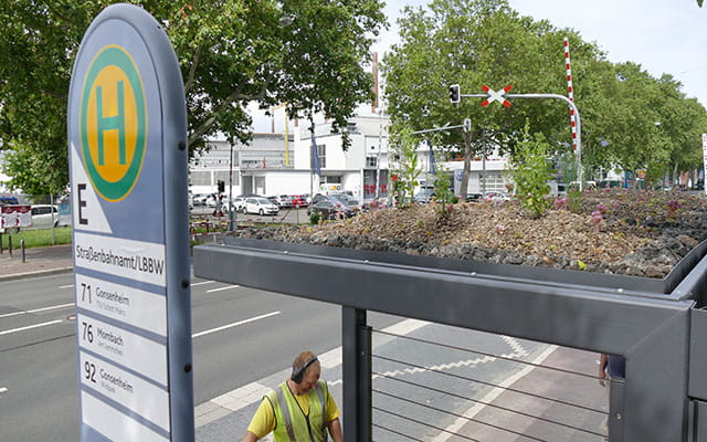Erste begrünte Bushaltestelle in Mainz