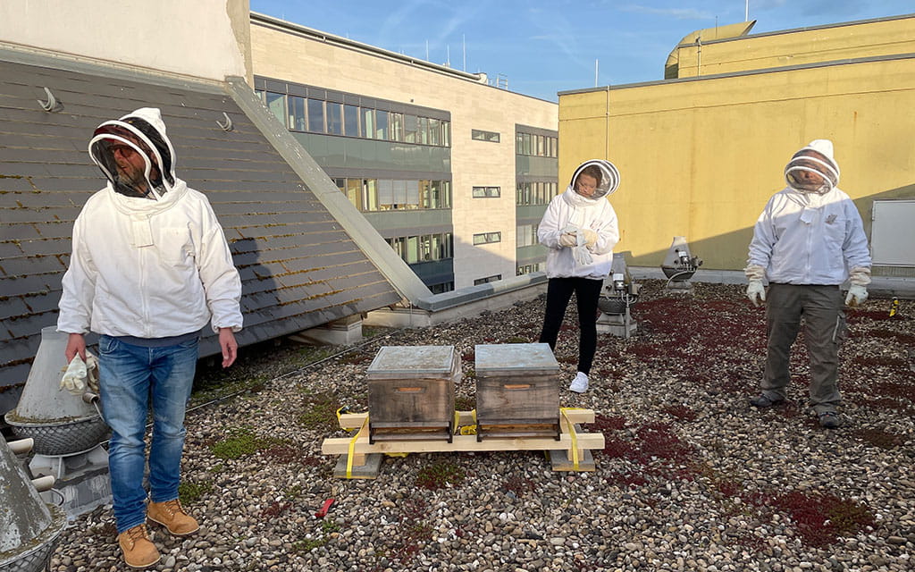 Mainzer Stadtwerke Bienen