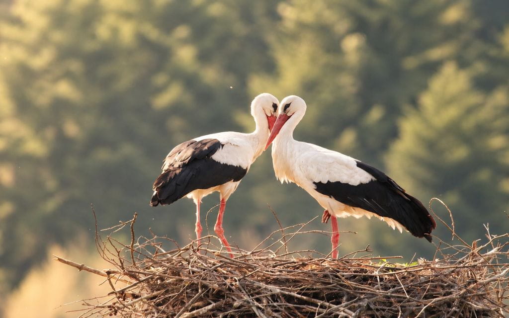 Zwei Störche sitzen auf einem Nest und haben die Köpfe aneinander